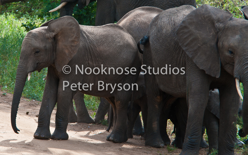 African Elephants  07